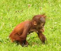 Pongo abelii - Sumatran Orang-Utan