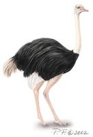 Image of: struthio camelus (ostrich)