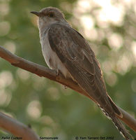 Pallid Cuckoo - Cuculus pallidus