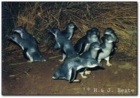 Little Penguin - Eudyptula minor