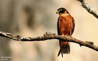 Oriental Hobby - Falco severus