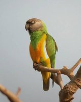 Senegal Parrot - Poicephalus senegalus