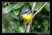 Yellow Robin - Eopsaltria australis