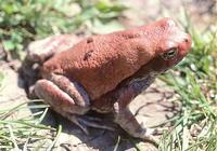 : Schismaderma carens; Red African Toad