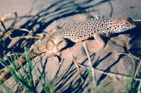 : Uma scoparia; Mojave Fringe-toed Lizard