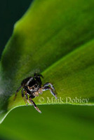 : Evarcha falcata; Jumping Spider