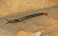 : Scolopendra sp.; Centipede