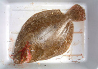 Scophthalmus rhombus, Brill: fisheries, gamefish