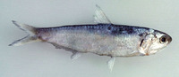 Thryssa encrasicholoides, False baelama anchovy: fisheries