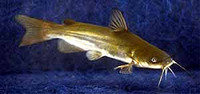 Ameiurus catus, White catfish: gamefish