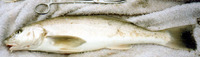 Menticirrhus undulatus, California kingcroaker: fisheries, gamefish