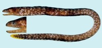 Uropterygius xanthopterus, Freckleface reef-eel: fisheries
