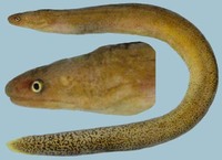Uropterygius fuscoguttatus, Brown spotted snake moray: