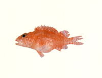 Scorpaenodes smithi, Little scorpionfish: