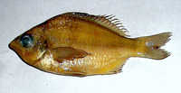 Gerres setifer, Small Bengal silver-biddy: fisheries