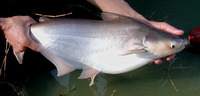 Pangasius djambal, : fisheries