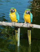 Image of: Ara ararauna (blue-and-yellow macaw)