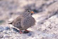 Image of: Columbina passerina (common ground-dove)