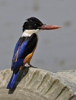 Black-capped Kingfisher - Halcyon pileata