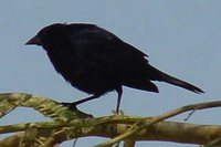 Scrub Blackbird - Dives warszewiczi