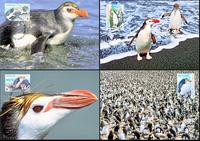 Australian Antarctic Territory Royal Penguin Set of 4 official Maxicards