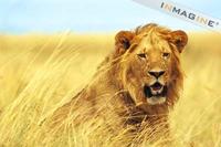 Lion (Panthera leo) photo