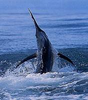 Blue Marlin - Makaira nigricans
