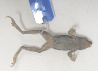 : Dendrophryniscus brevipollicatus; Coastal Tree Toad