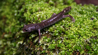: Pseudoeurycea cephalica; Salamandra Pinta