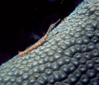 : Corythoichthys schultzi