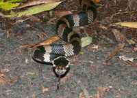 : Hoplocephalus stephensii; Stephen's Banded Snake