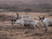 Reindeer. Photo by Rick Taylor. Copyright Borderland Tours. All rights reserved.