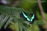Papilio palinurus - Emerald Swallowtail