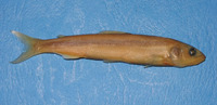 Plecoglossus altivelis altivelis, Ayu: fisheries, aquaculture, gamefish
