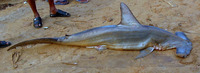 Sphyrna mokarran, Great hammerhead: fisheries