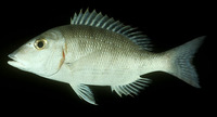 Lethrinus lentjan, Pink ear emperor: fisheries