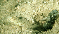 Ctenogobiops pomastictus, Gold-specked prawn-goby: aquarium
