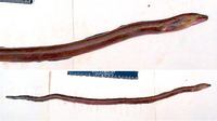 Muraenichthys schultzei, Maimed snake eel: fisheries, bait
