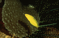 Halichoeres leucoxanthus, Whitebelly wrasse: aquarium