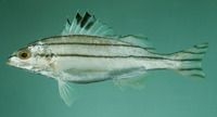 Terapon puta, Small-scaled terapon: fisheries