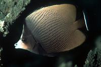 Chaetodon nigropunctatus, Black-spotted butterflyfish: aquarium
