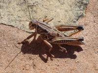 Image of: Brachystola magna (lubber grasshopper)