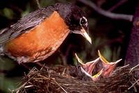 Image of: Turdus migratorius (American robin)