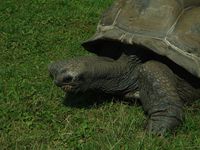 Dipsochelys dussumieri - Giant Tortoise