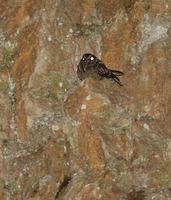 Lyre-tailed Nightjar (Uropsalis lyra) photo