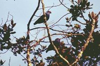 Madagascar Blue-Pigeon - Alectroenas madagascariensis