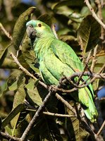 Blue-fronted Parrot - Amazona aestiva