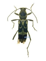 가시범하늘소 - Chlorophorus japonicus