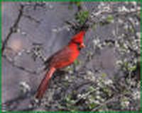 Cardinal at Dave Jasper's near Portal