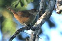 Rufous-fronted  thornbird   -   Phacellodomus  rufifrons   -